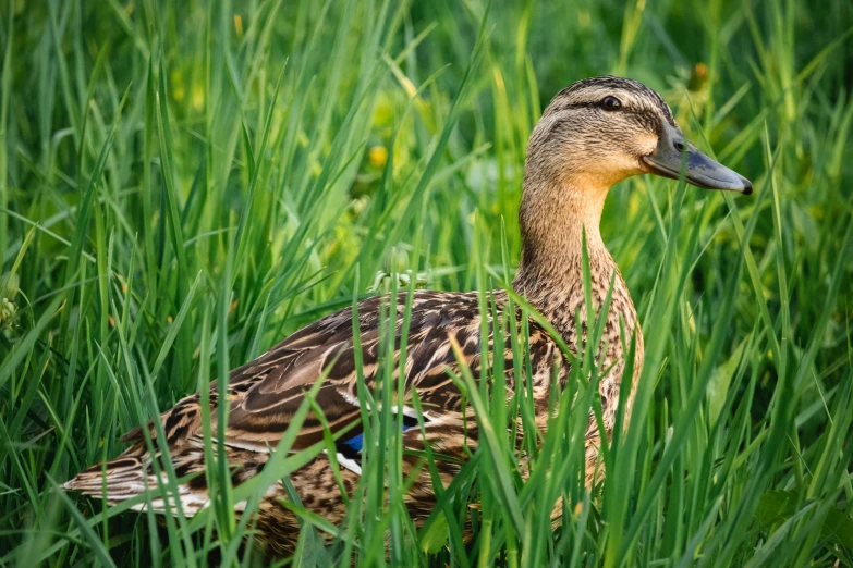 a duck that is standing in some grass