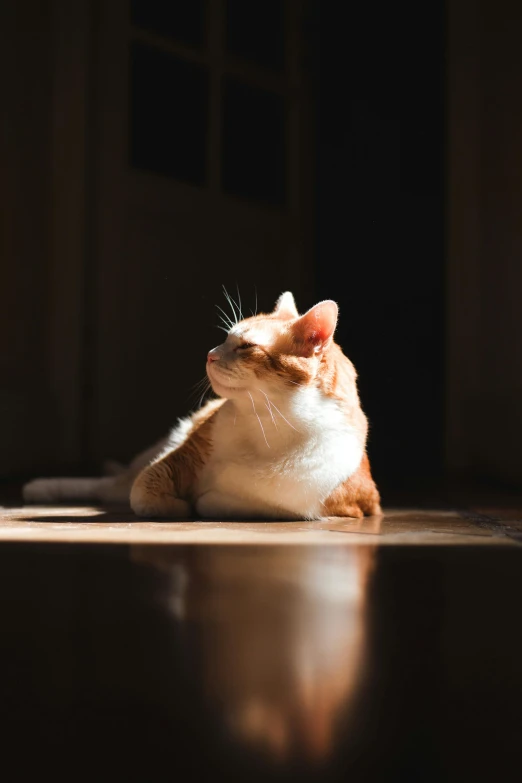 an orange and white cat laying on the floor looking up