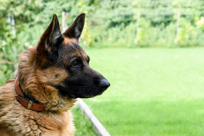 a brown and black dog looking into the distance