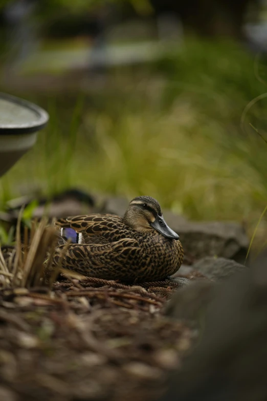 a duck lays down in the grass with its head resting on top of it