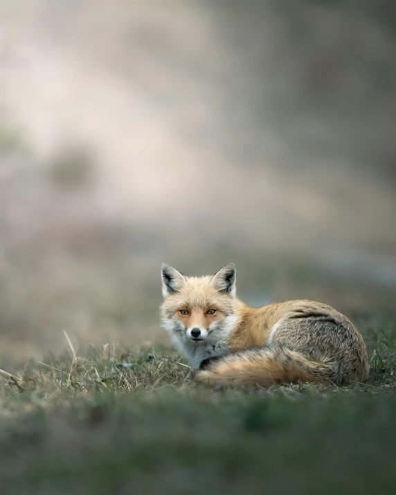 a fox sitting in the grass on the side of a hill