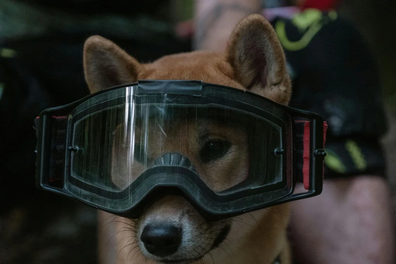 a dog wearing goggles and a muzzle