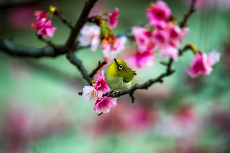 there is a bird perched on a flower nch