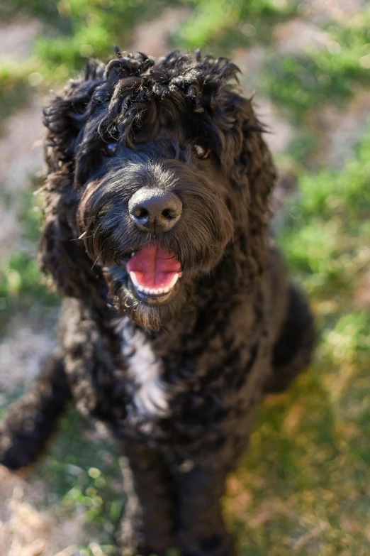 a dog with it's mouth open smiling at the camera