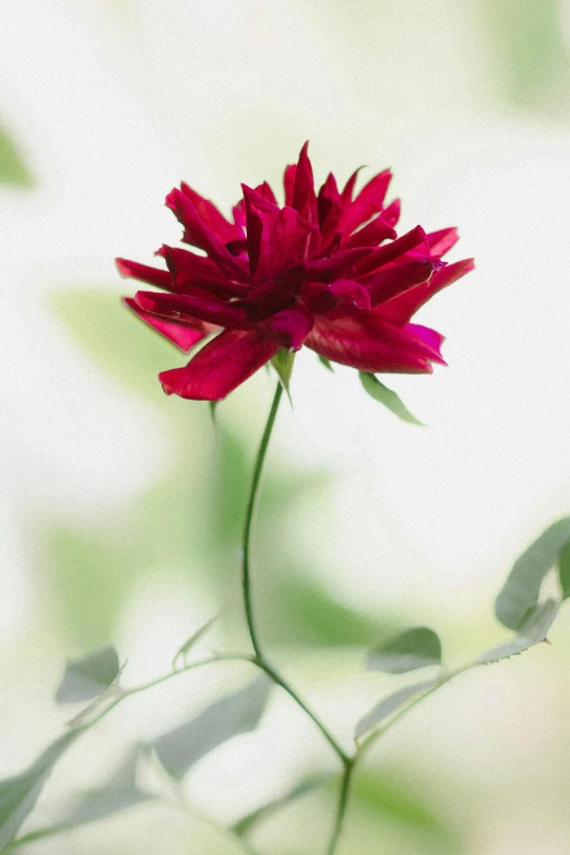 a pink flower on green stems with leaves in the background