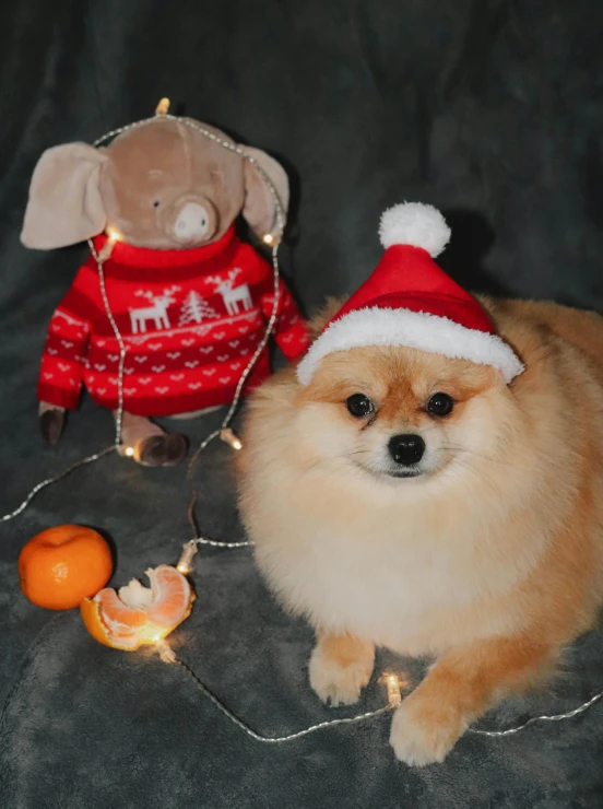 a dog in a hat sitting next to a stuffed animal