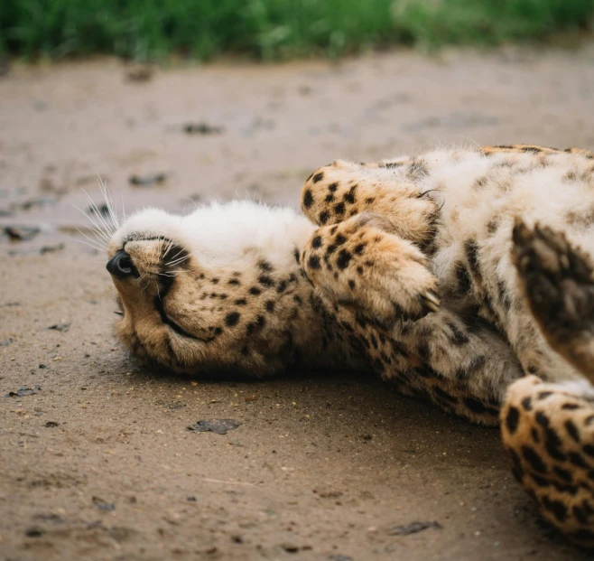 a spotted cat laying in the mud