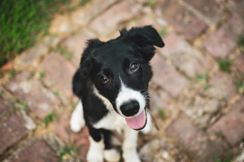 a black and white dog standing in the grass