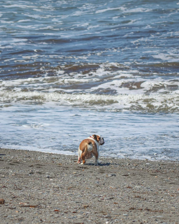 the dog walks along the beach alone