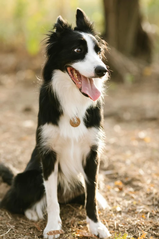 a dog with its tongue hanging out looking to the right