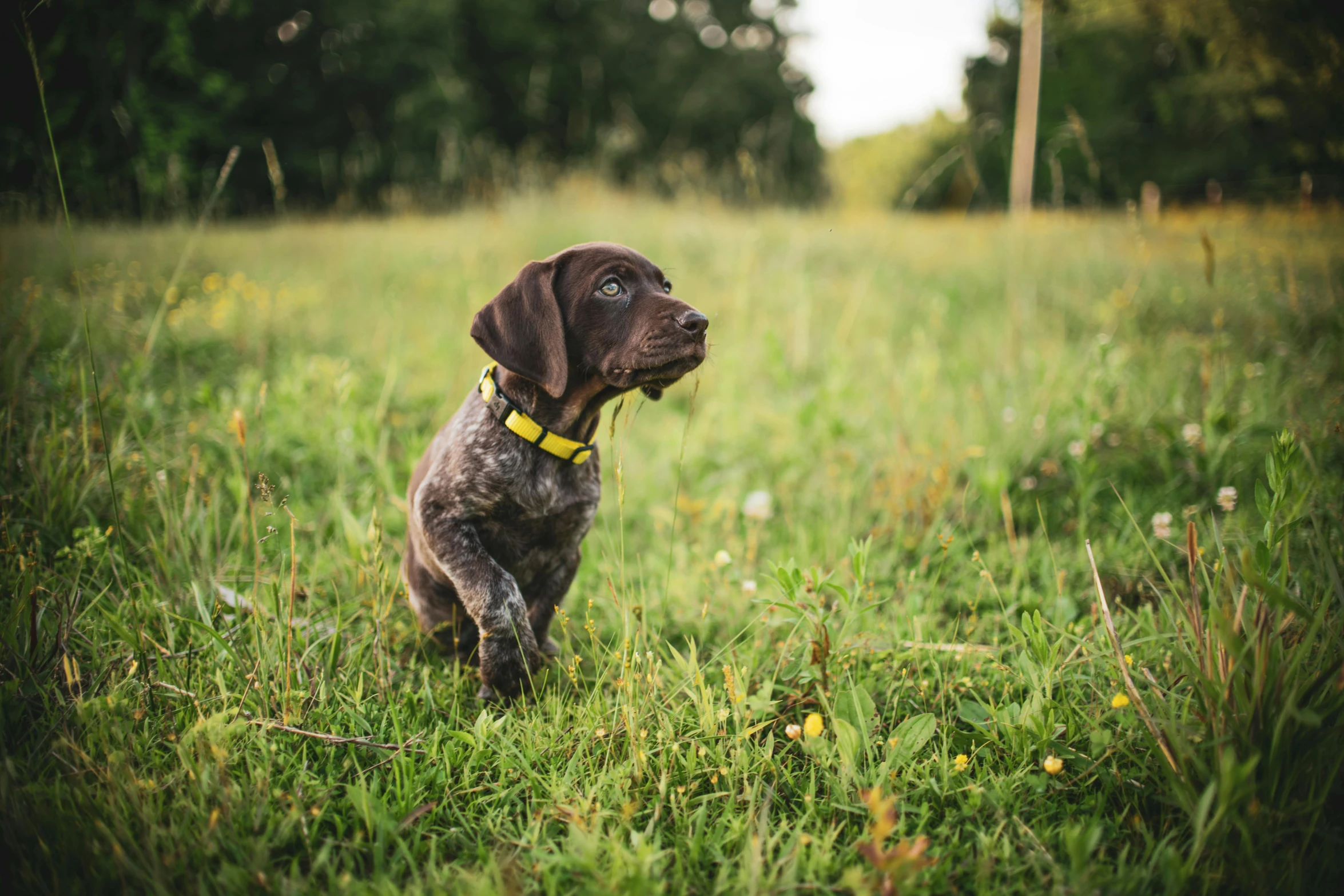 a brown dog on a green field with trees in the background