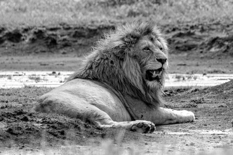 a black and white po of a lion with his mouth open