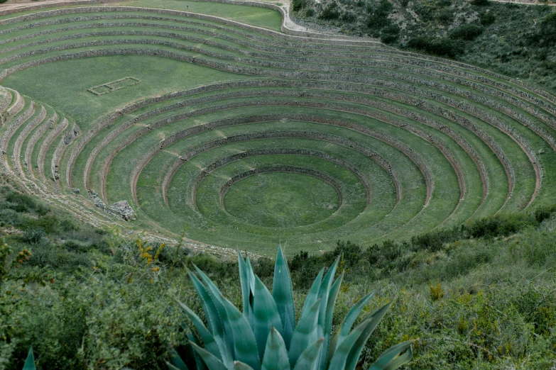 an empty field with a plant next to it