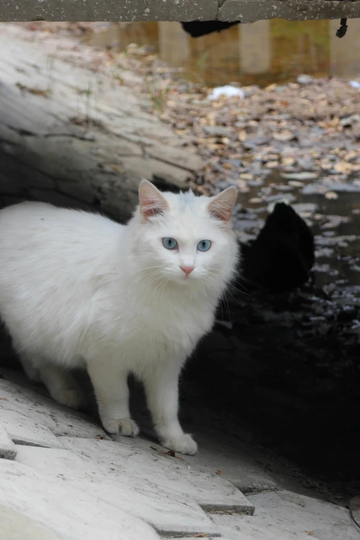 a white kitten standing in a forest with a fallen tree