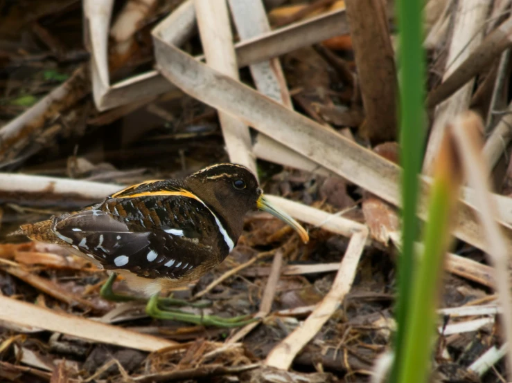 a colorful erfly in some grass next to sticks