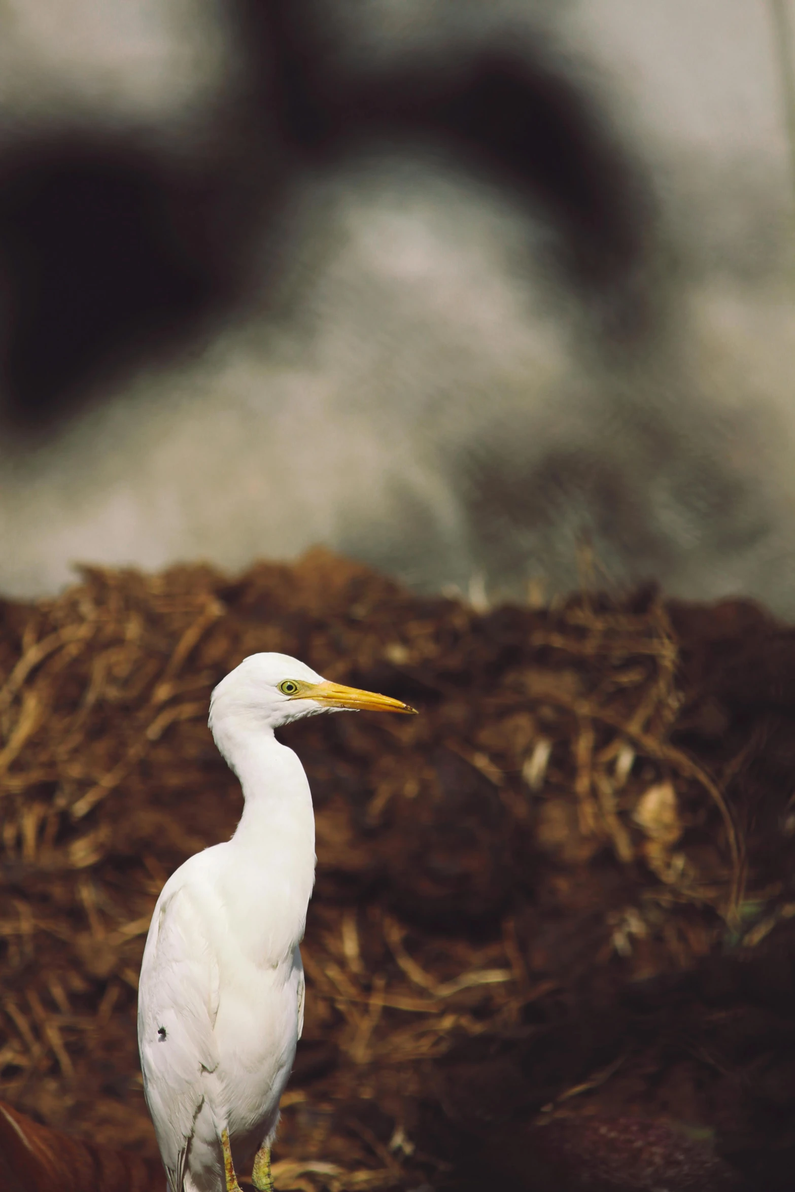 a white bird in some hay next to a pile of dry grass