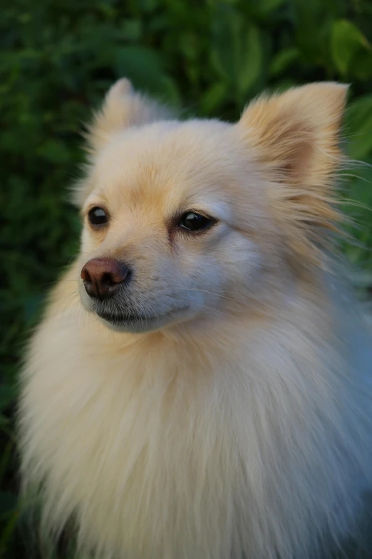 a fluffy small dog staring into the distance