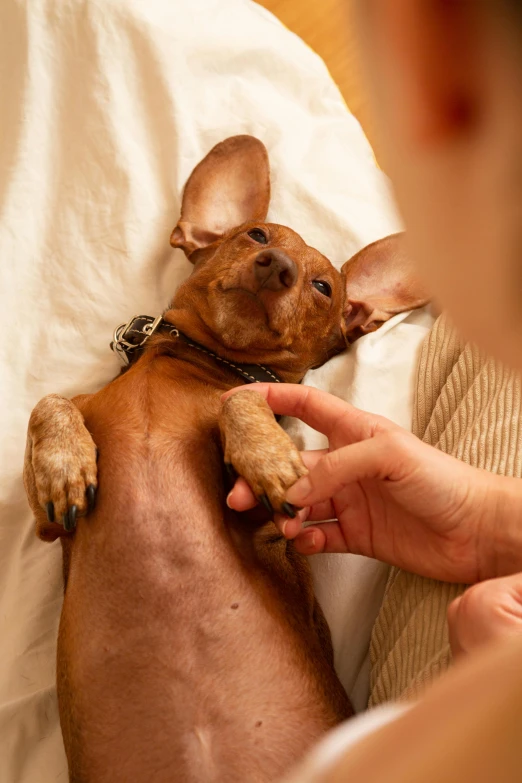 a person holds a chihuahua's paw while it lays on their stomach