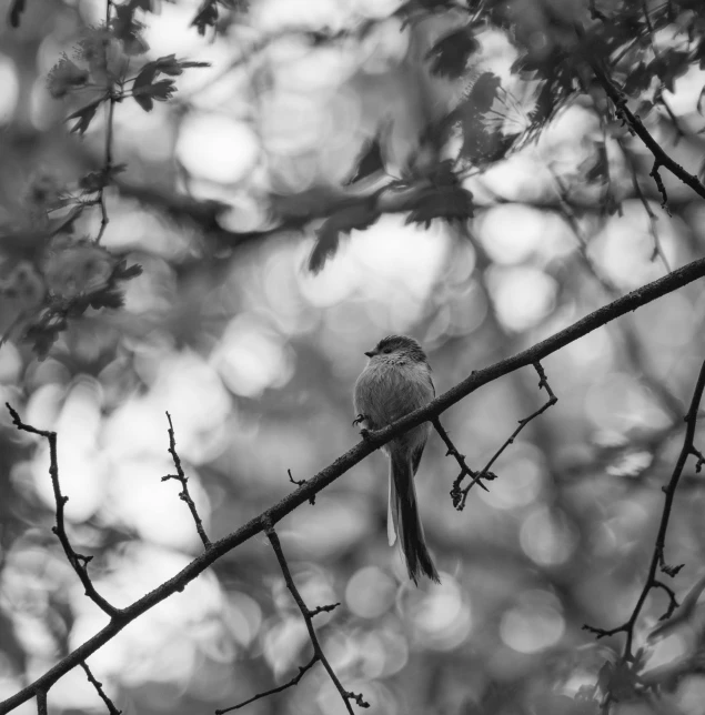 a little bird sits on top of a nch