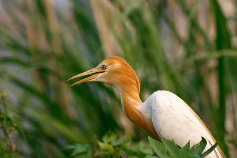 a bird with a long, yellow beak and short, thin legs