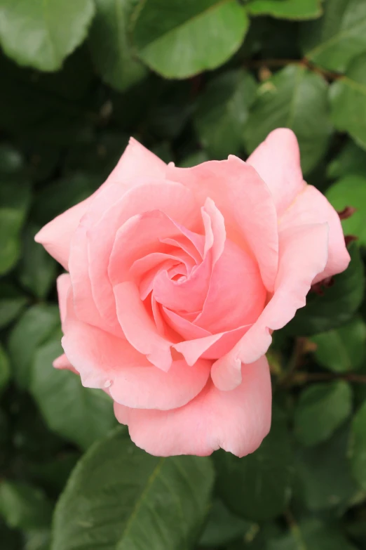 an image of a beautiful pink rose in bloom