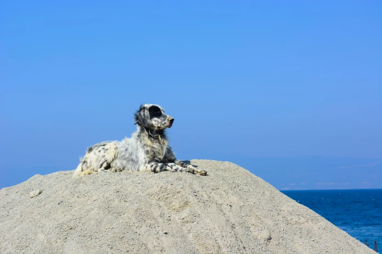 a dog laying on top of a large rock