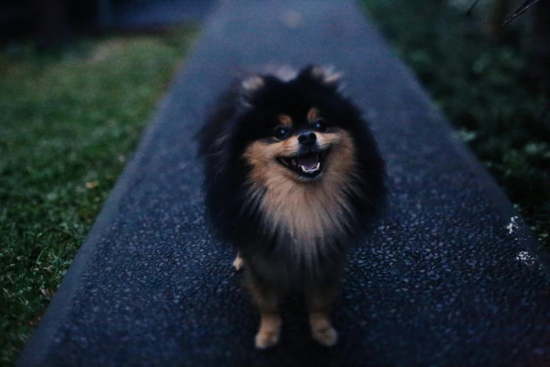 a long haired black and brown dog standing on a sidewalk