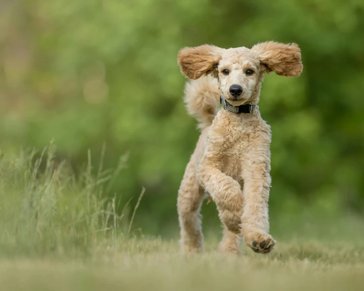 a brown dog running through a field with trees in the background