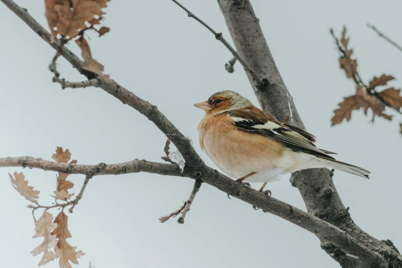 a bird is perched on the tree limb