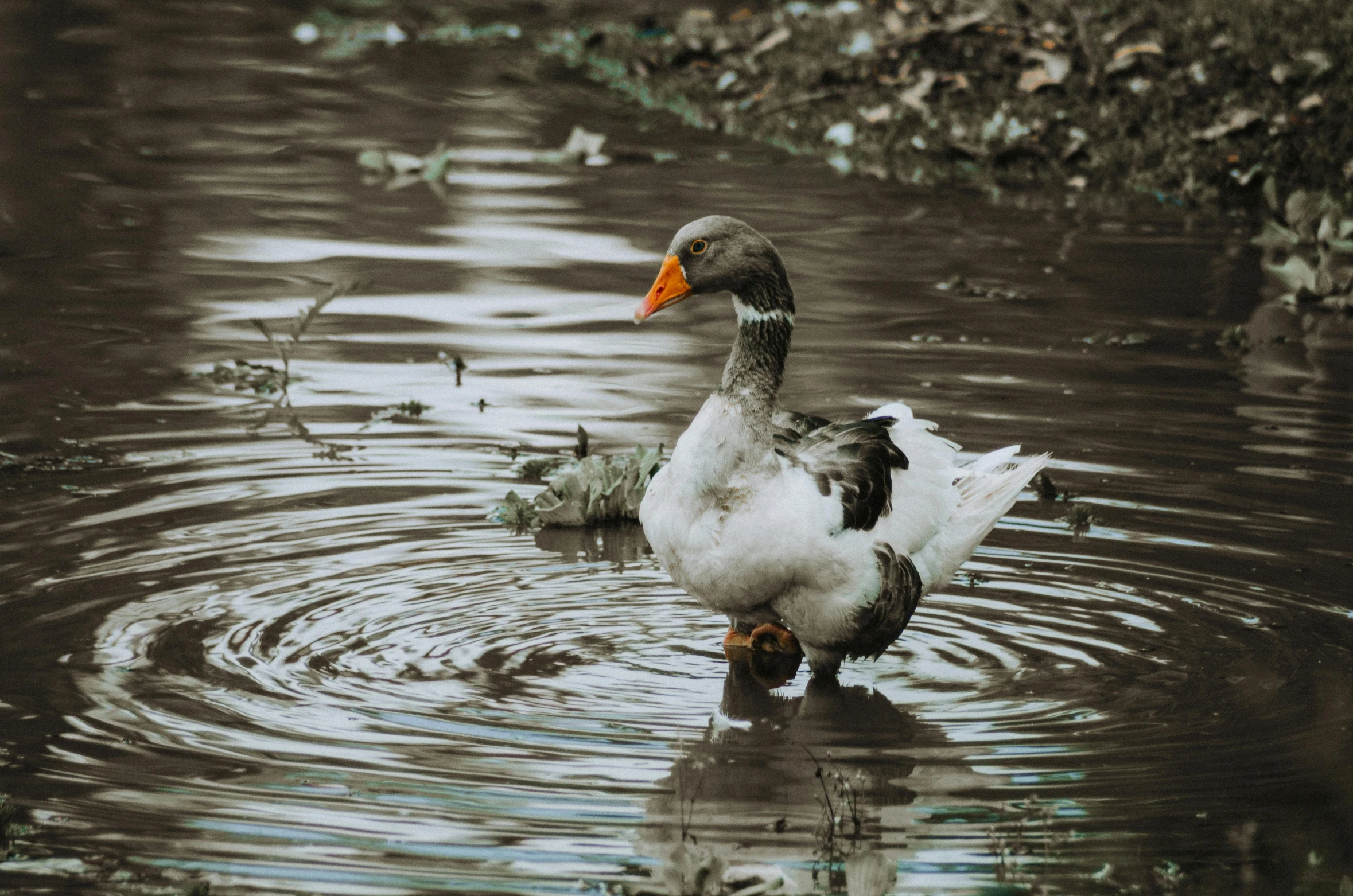 a duck floating in a body of water