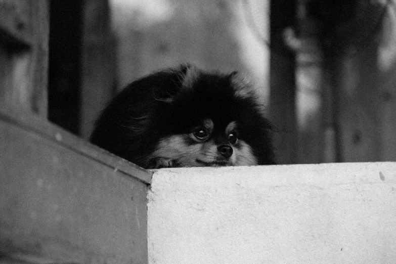 a small dog looks out from behind a fence