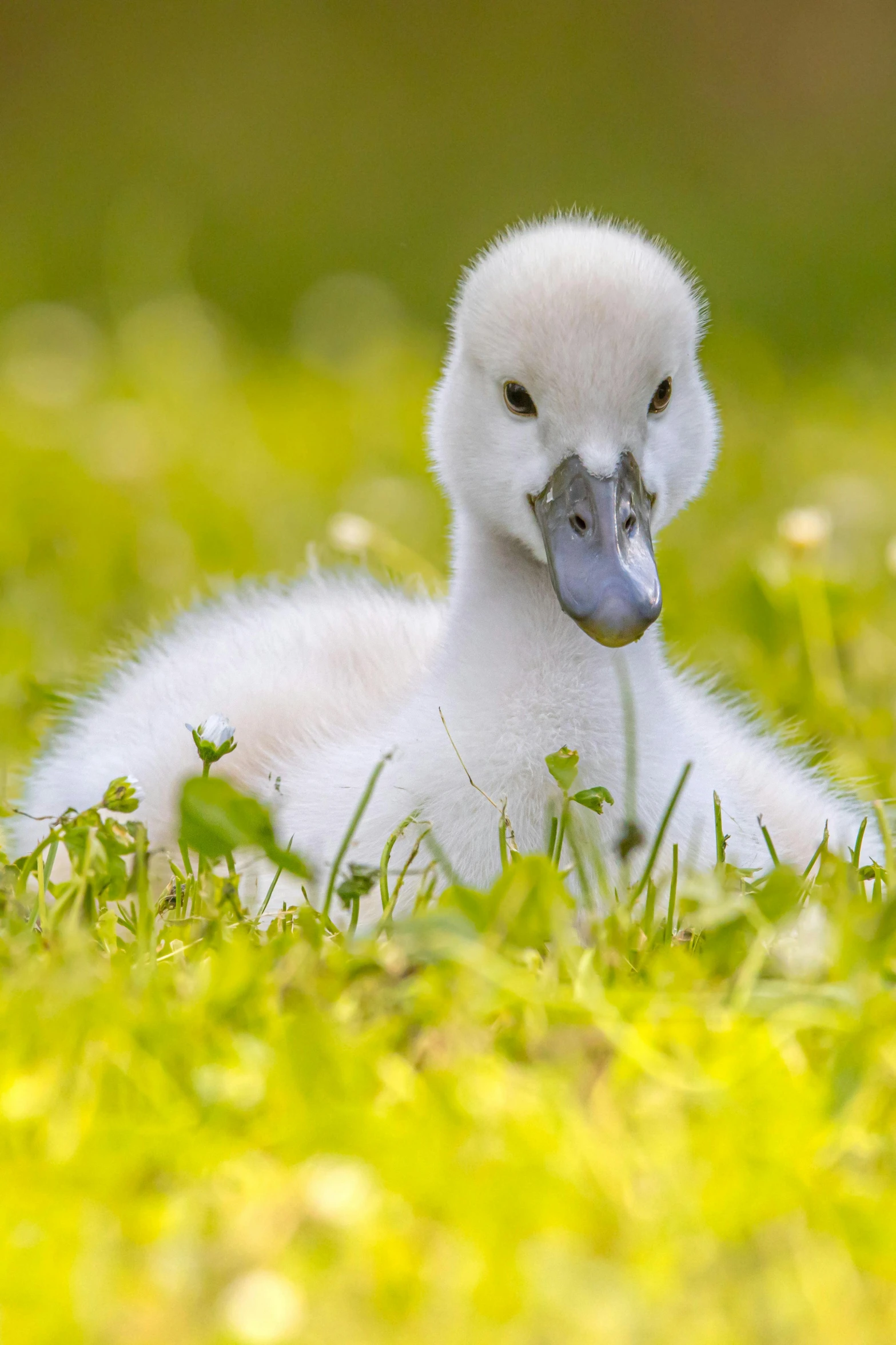 a white ducklings is in the grass and it is looking at the camera