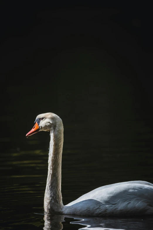 a white swan floating in the water