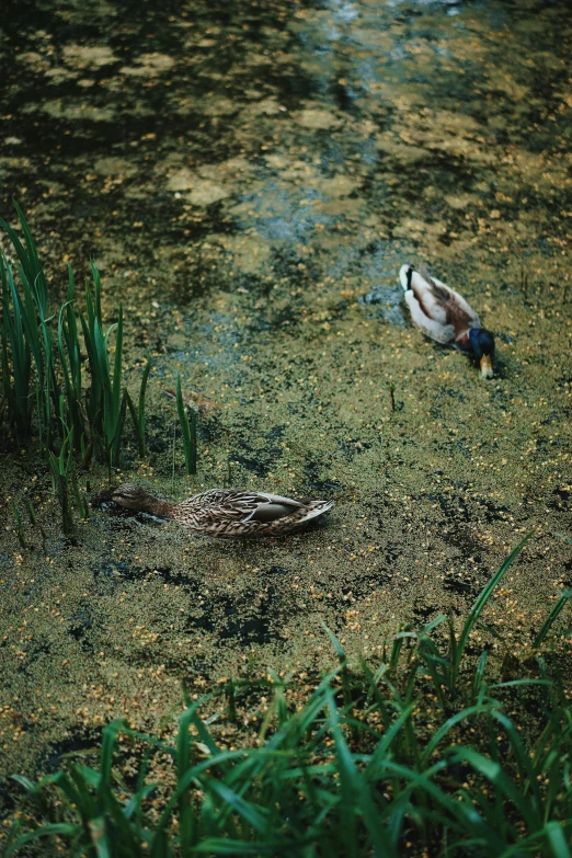 two ducks are swimming in the pond together