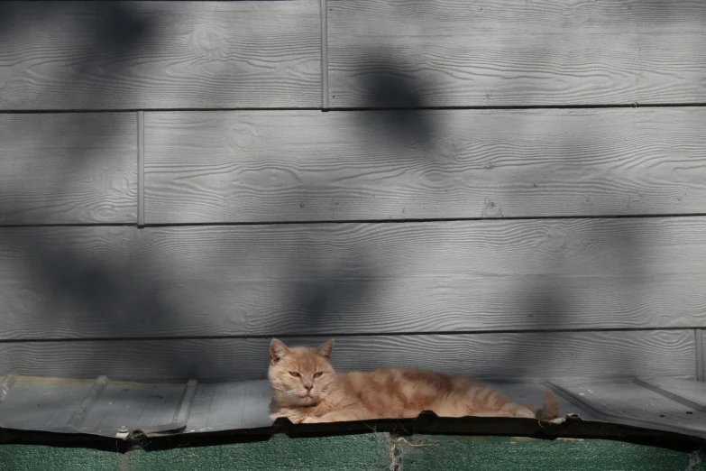 an orange cat is resting on the roof