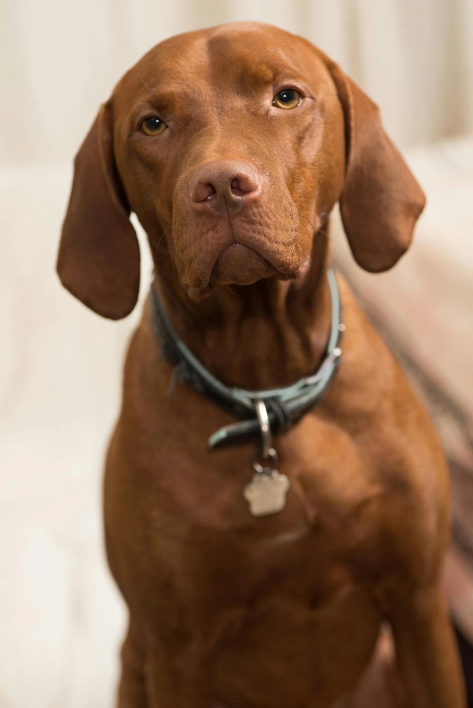 a red dog sitting next to a wall