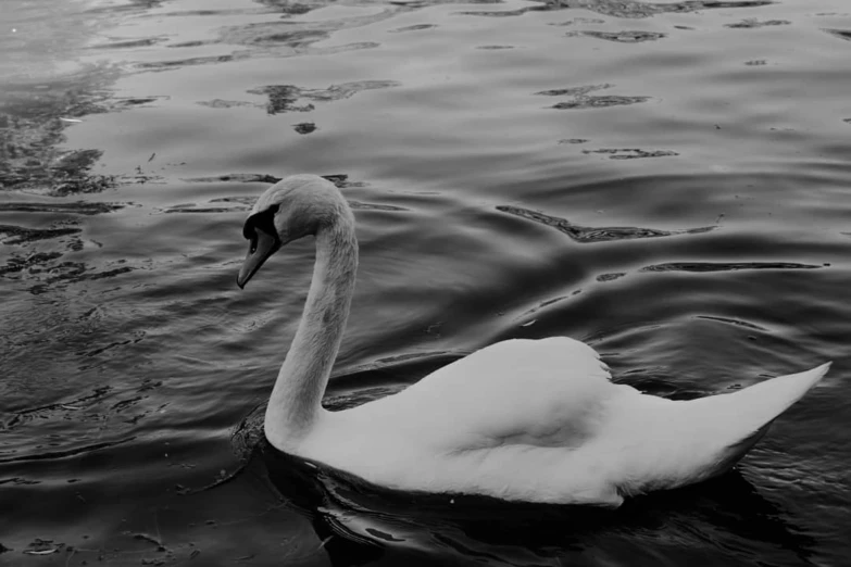 a close up of a duck in the water