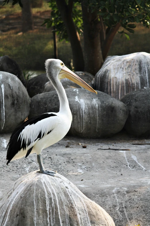 a pelican is standing on top of some rocks