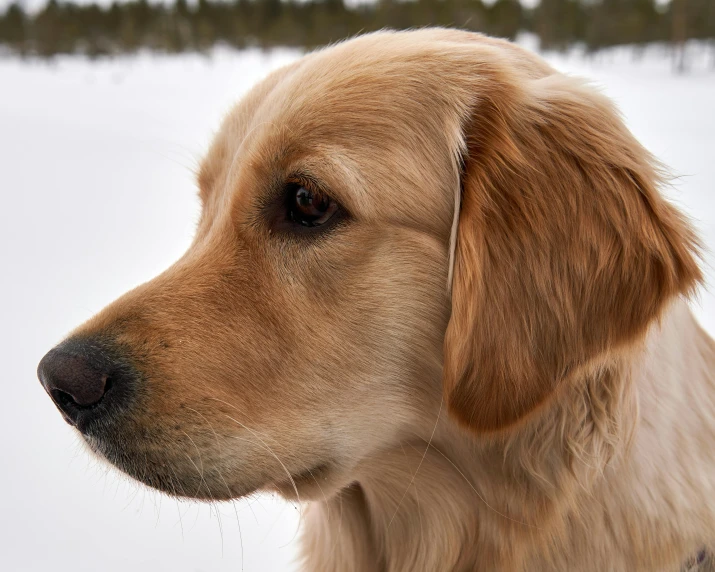 a dog that is outside in the snow