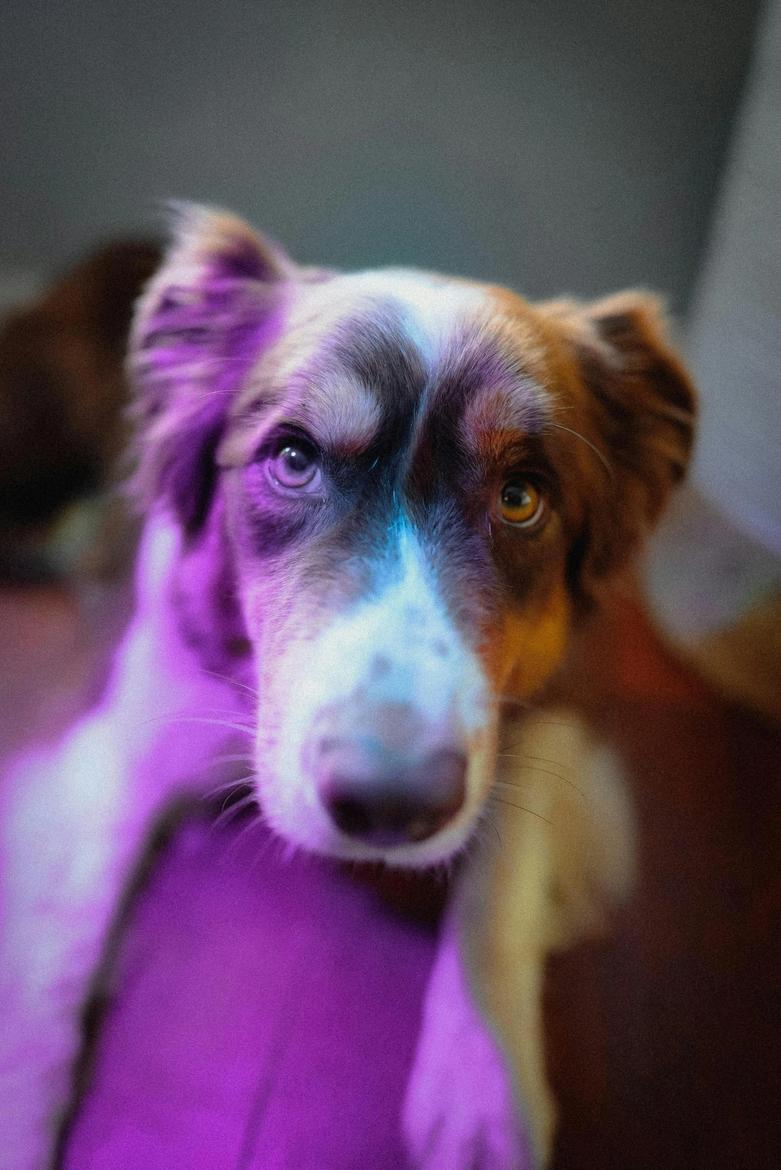 a dog that has a purple collar around its neck