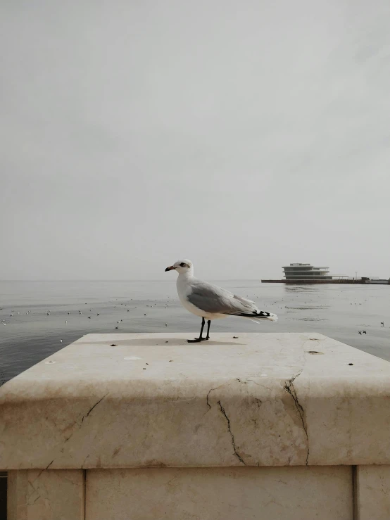 a white and black seagull on the edge of a wall