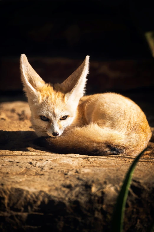 the little fox is laying on the rock outside