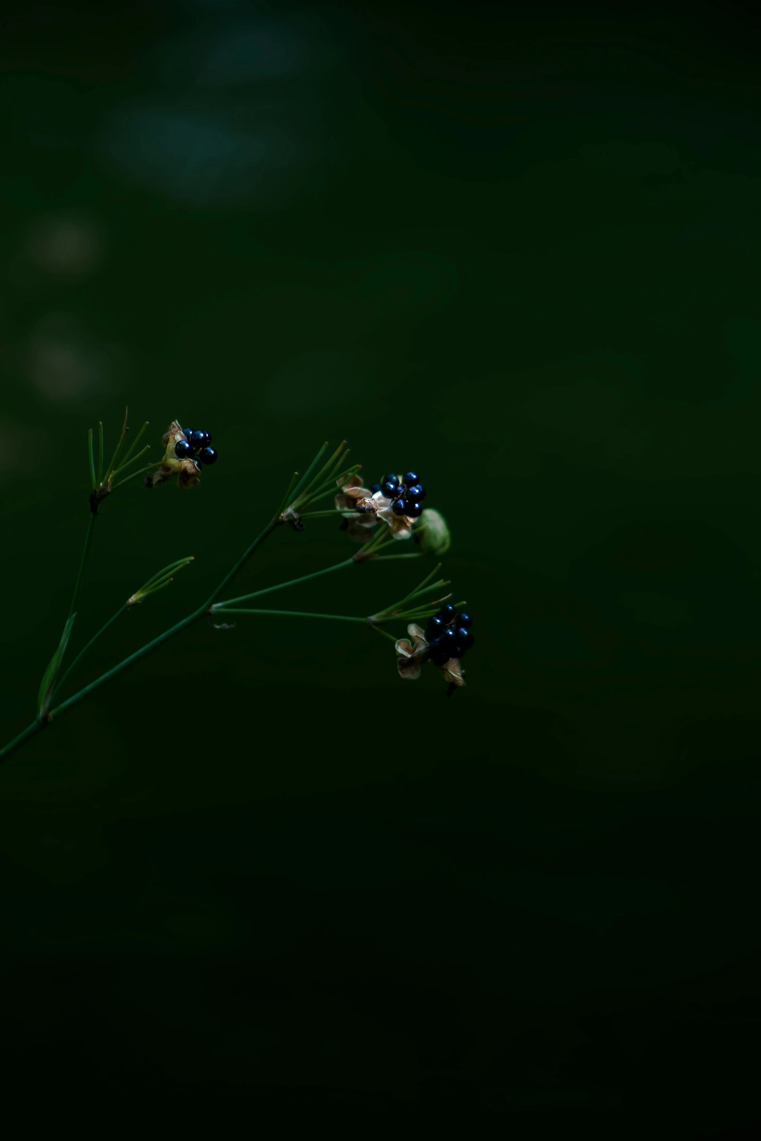 two small blue flowers in a dark green room