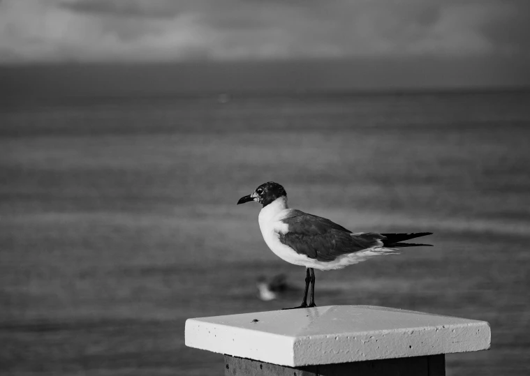 black and white pograph of a seagull on the pier