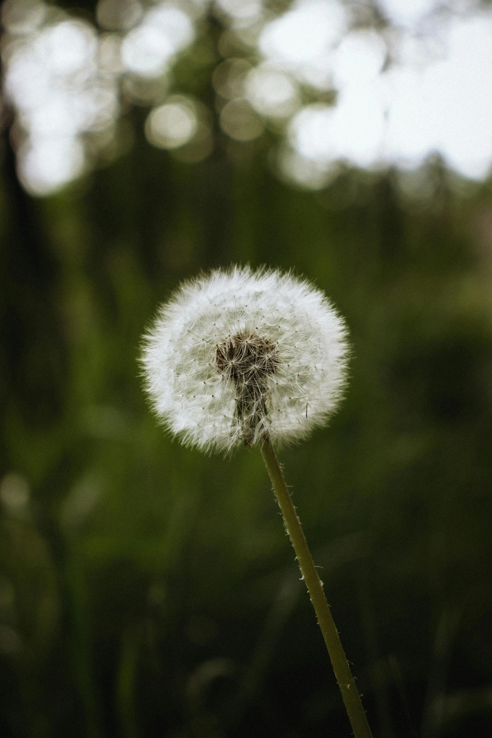 a dandelion growing on top of a plant