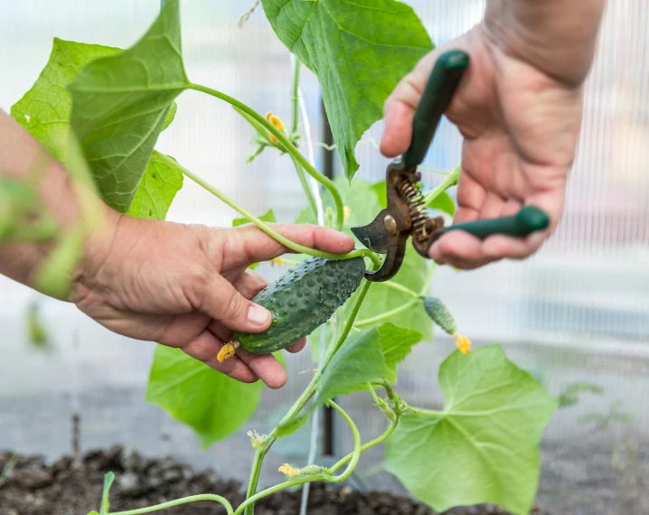 two people hold scissors to a cucumber plant