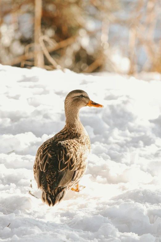 a duck standing in the snow looking to its left