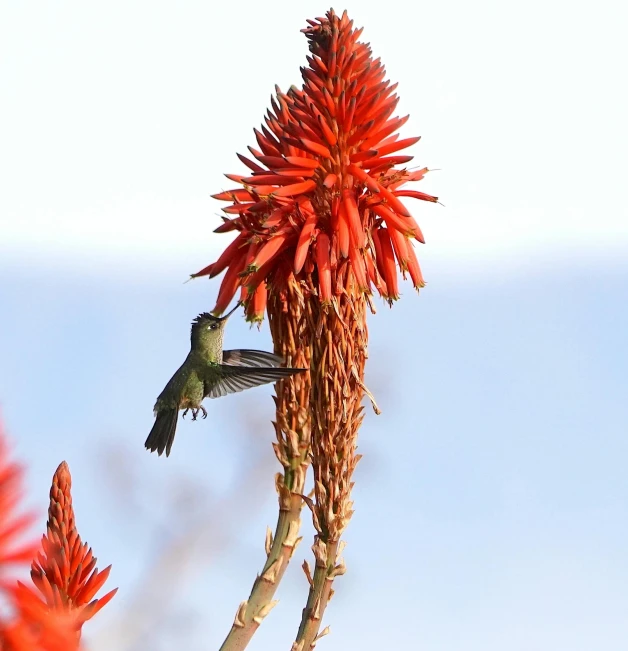 a hummingbird flying past a red flower next to some water