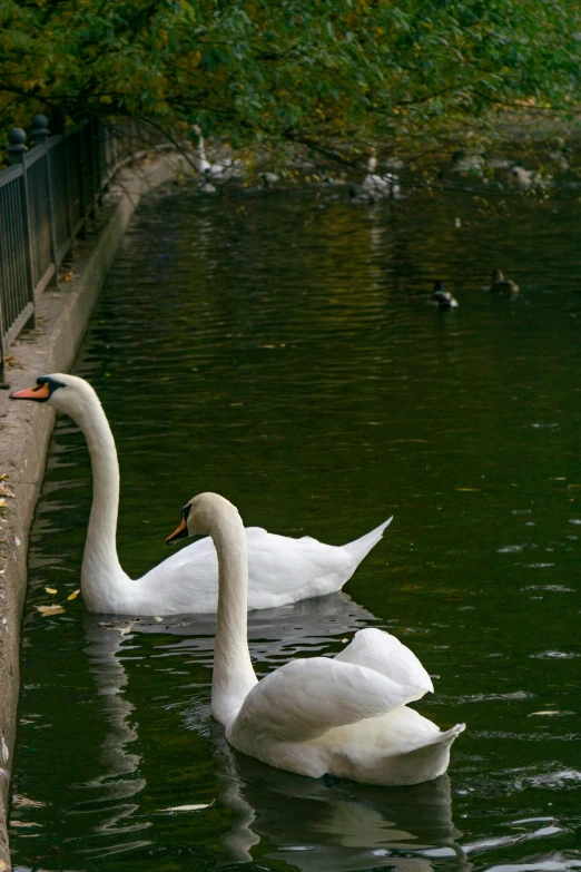 two swans swimming across a lake near some water