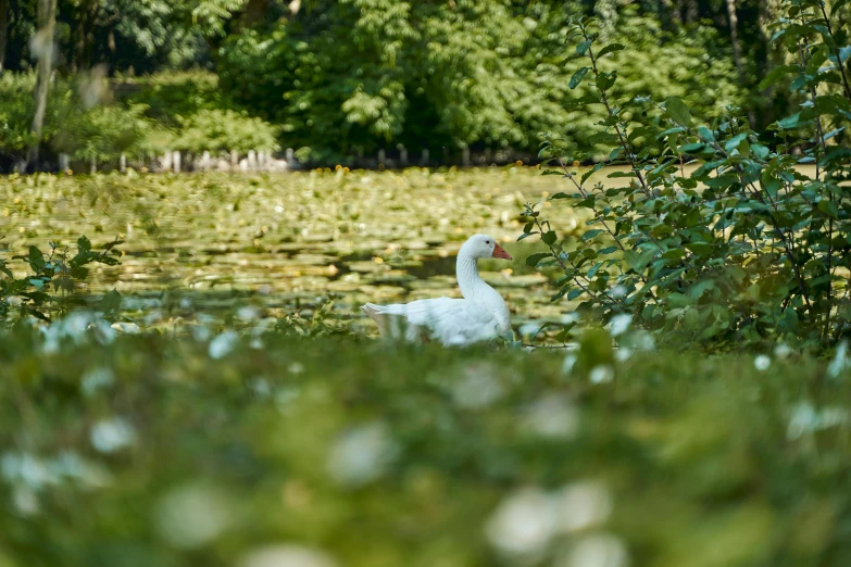 a white duck floating in the water surrounded by plants